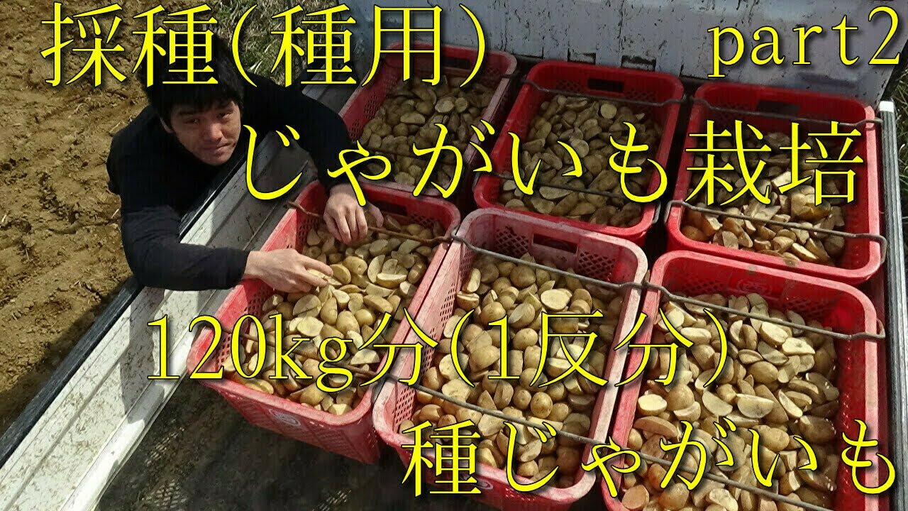 採種じゃがいも栽培 植付け前の種用馬鈴薯の紹介! 30g～50gに切った