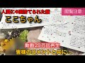 【人間に4回捨てられた猫】③〜ここちゃんのありがとう〜
