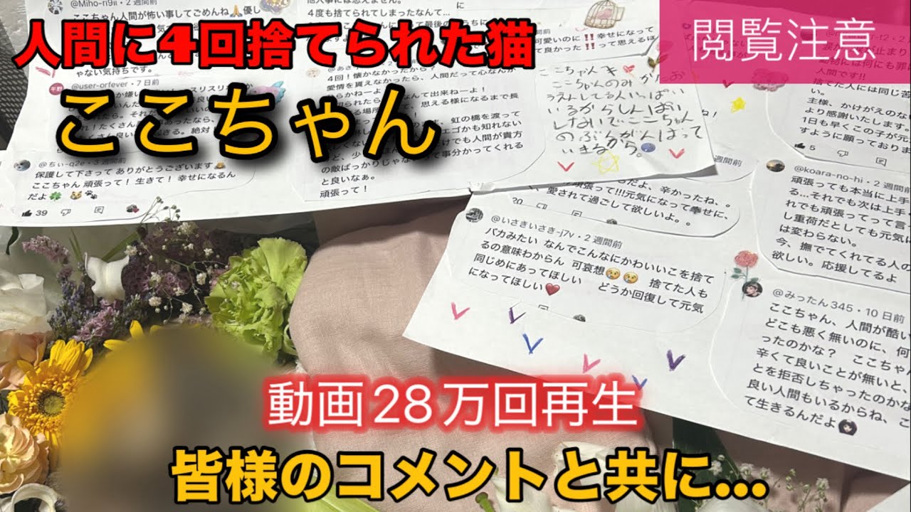 【人間に4回捨てられた猫】③〜ここちゃんのありがとう〜