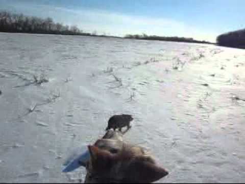 Helmet cam - Bareback on Tucker (full out gallop a...