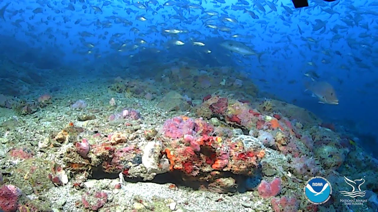 Flower Garden Banks National Marine Sanctuary 