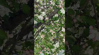 Apple tree is full of flowers (MashaAllah). Excited to have delicious organic apples #appletree