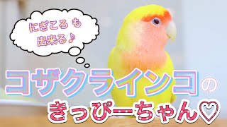 コザクラインコのほっこり癒し動画 A Video Introducing Rosy Faced Lovebird Youtube