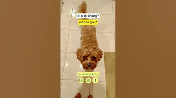 Dog Understands Vietnamese 