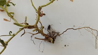 картинка: Осторожно, ФУЗАРИОЗ! Симптомы, профилактика.