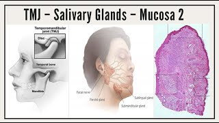 Practical Tmj Mucosa 2 Salivary Glands Quiz