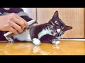 極上のブラッシングが嫌すぎて激おこになってしまった子猫。