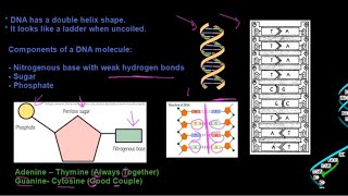 DNA علوم الحياة للصف الثاني عشر، رمز الحياة، الجزء الأول