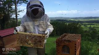 Flow Hive Hybrid honeycomb inspection! 🐝🌸😋 [LIVE]