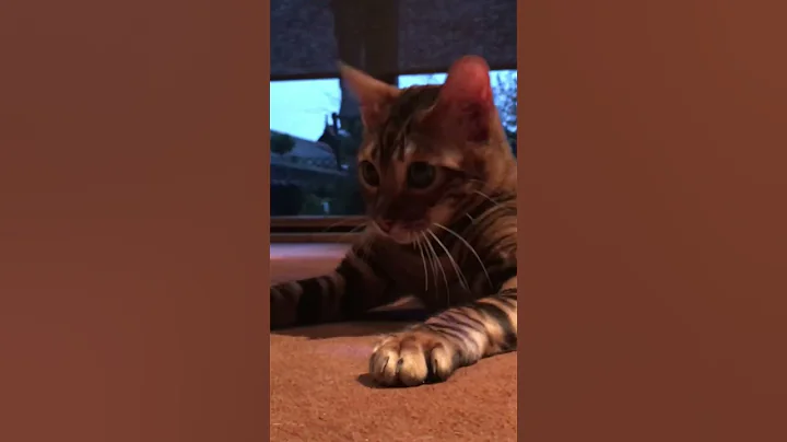 Video 6613021: purebred cat