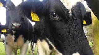 Curious Cows 1 Resimi