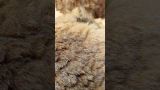 Pallas’s cats: Fluffy Siberian gold of incredible density 9,000 hairs per cm²  💛 #pallasscat #manul