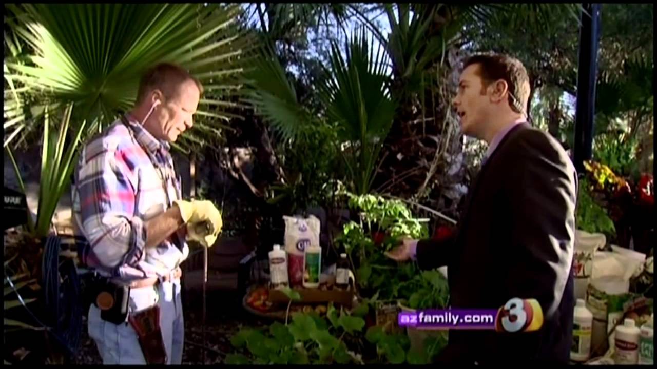 Planting Tomato plants in cool weather
