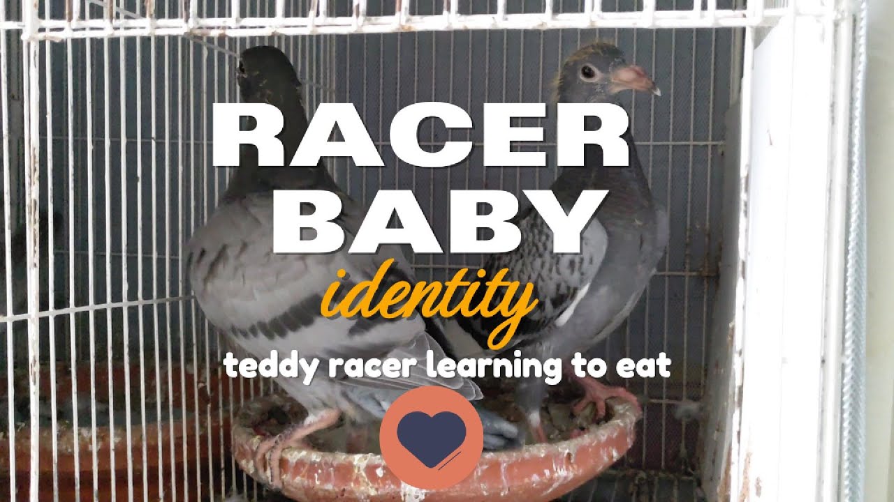Ed Racer Baby teddy racer baby - YouTube