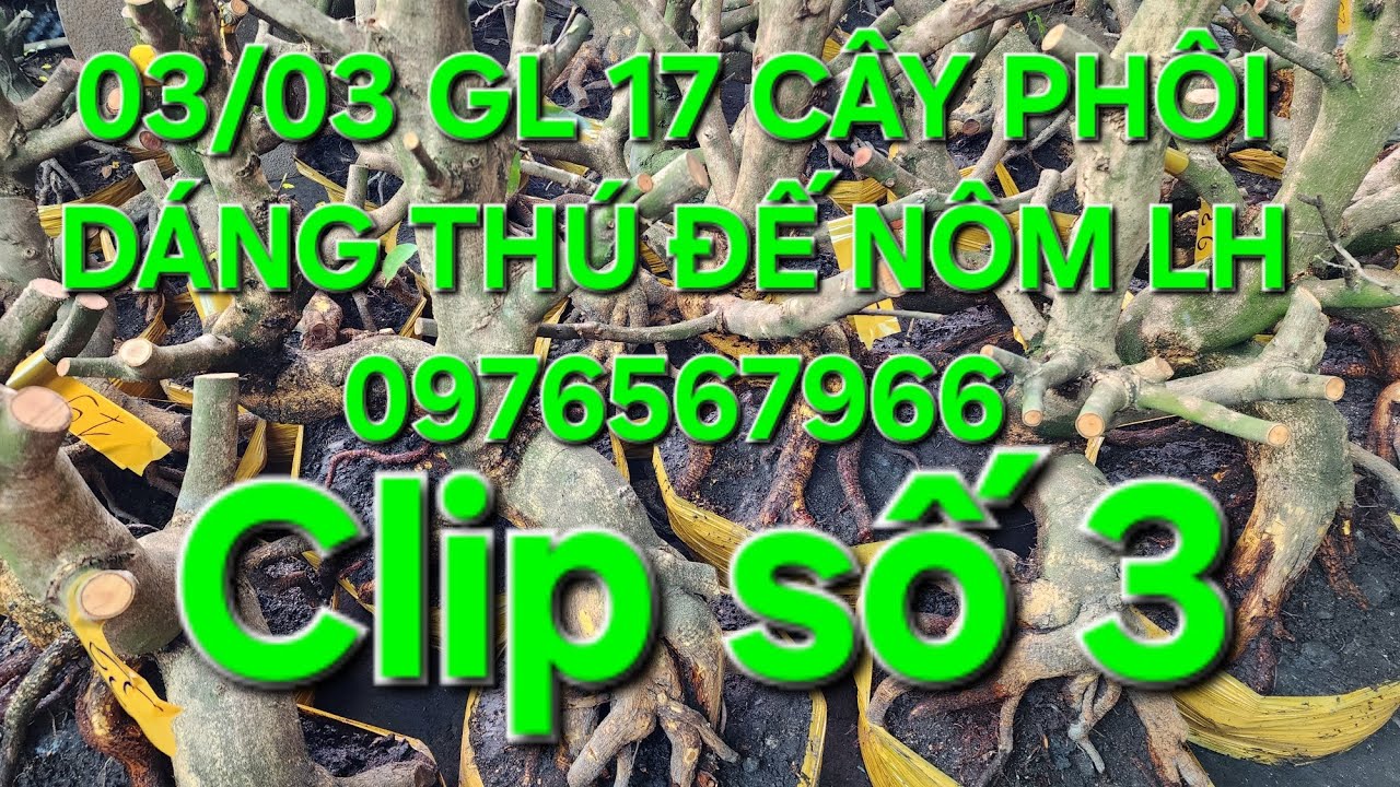 03/03 Minh nhí ☎️0976567966 gl 17 phoi mai giảo thủ đức dáng thú đế nôm 