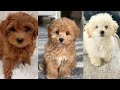 Maltipoo | Funny and Cute dog video compilation in 2022