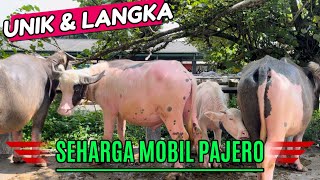 KERBAU LANGKA UNIK MISTIS PENUH MITOS DI PASAR SAPI MUNTILAN‼️ ADA YG LUCU GEMES🔥#sapi #kerbau #fyp