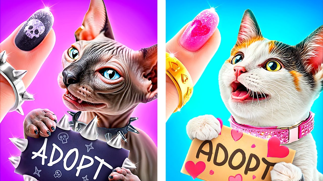 Chats du Bien vs du Mal ! Comment Fabriquer des Maisons pour Animaux