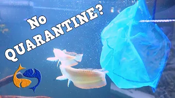 I didn't QUARANTINE and here's what happened, adding new fish in my aquarium