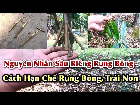 Video: Cây bông có rụng hàng năm không?