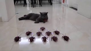Funny Cat Videos Compilation #5----Cats Garden