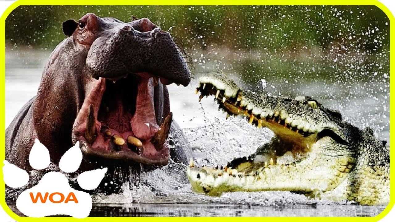 Giant Crocodie vs hippopotamus   Crocodile eating baby hippo 2017