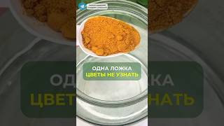 Одна ложка цветы не узнать #дом #сад #огородники #растения #подкормка #удобрение #цветы #дача