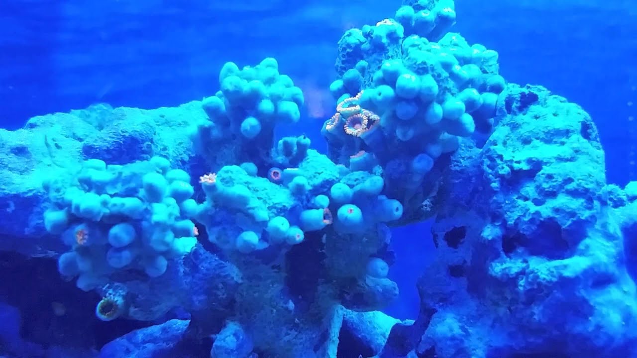 Orange Zoa Coral time lapse Opening and Closing YouTube
