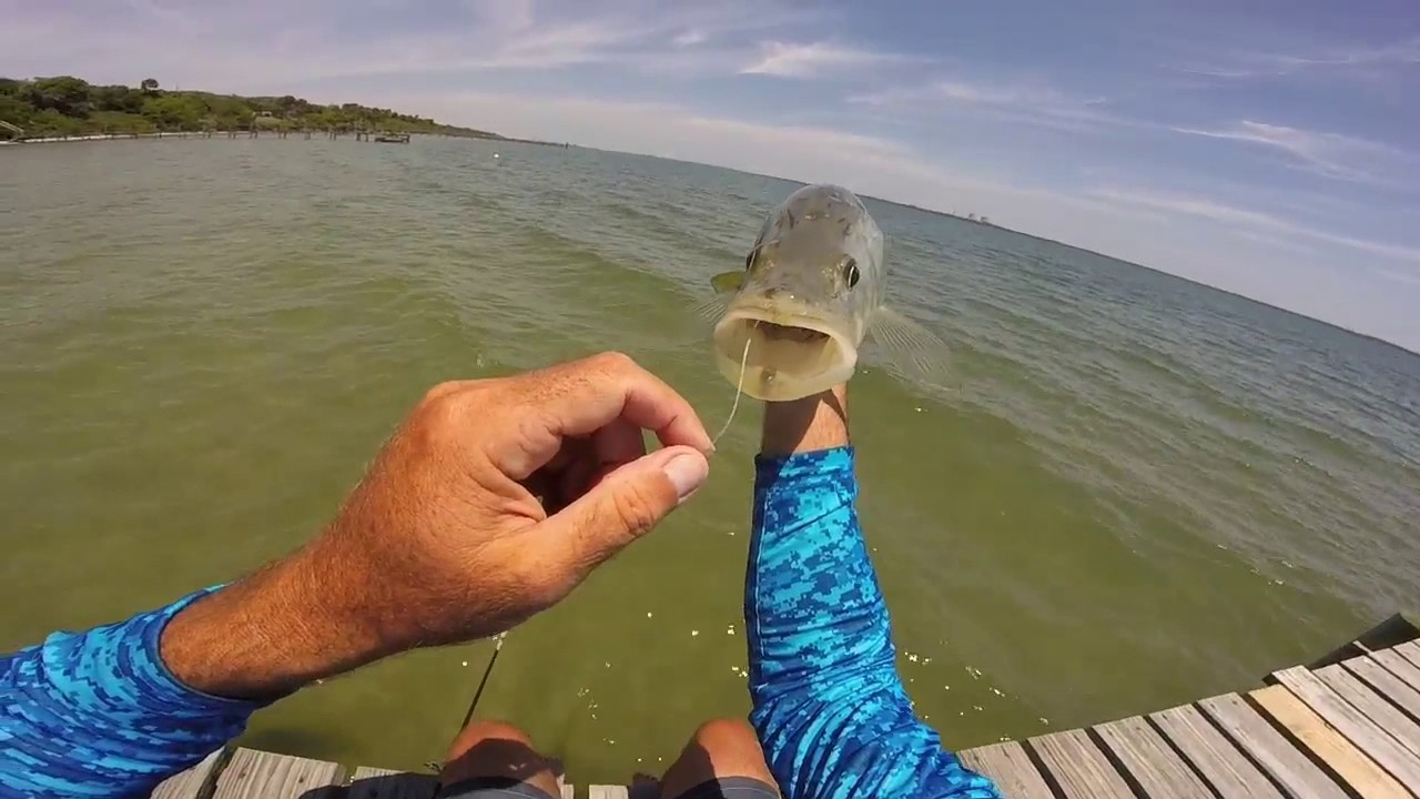 Jensen Beach Sight Fishing Indian River Snook YouTube