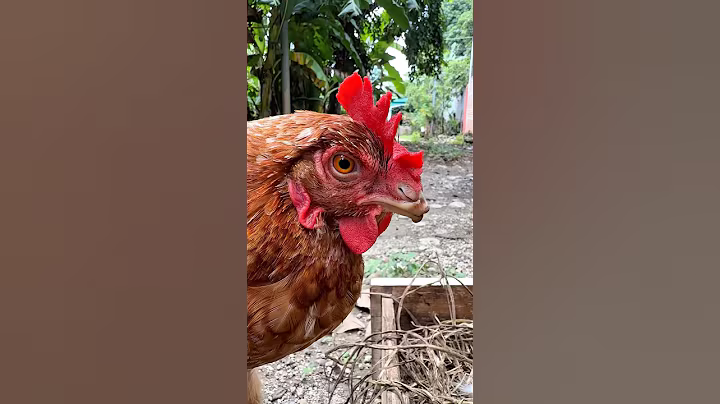 LA GALLINA #shorts #comedia