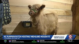 KC Pumpkin Patch offers cow cuddling opportunity at its 'Highland Holidays'