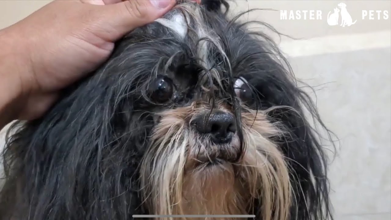 Como quitarle los NUDOS a mi Shihtzu Tutorial paso a paso - YouTube