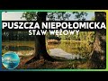 Odwiedź Staw Wężowy w Puszczy Niepołomickiej – samochodem z Krakowa w 30 Minut!