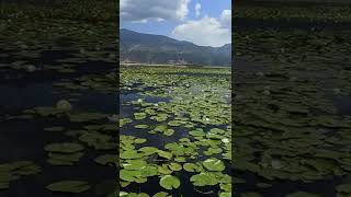 Işıklı Göl Nilüfer Leri Seraserli̇ Özer Rei̇s 05367138283 Bu Senenin Ilk Isikligoluteknegezisi Resimi