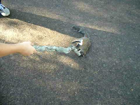 Dead Squirell