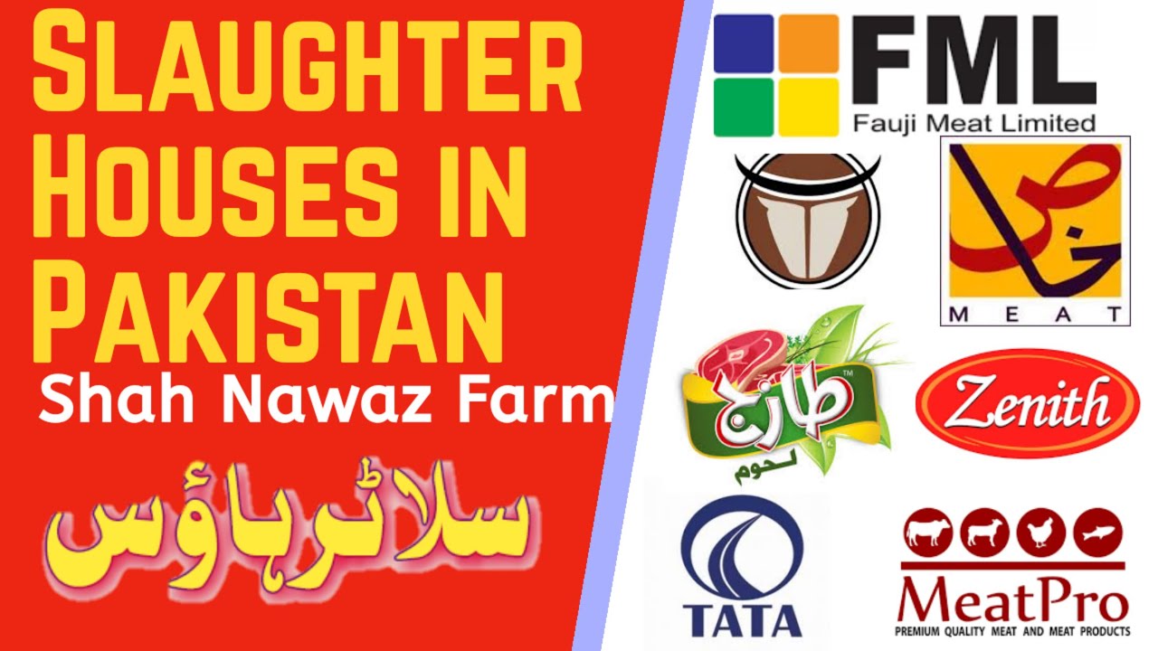Slaughterhouse in Pakistan Know your food chain YouTube