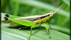 Iwan Fals - Belalang tua versi Akustik cover 1000 %mirip  - Durasi: 7:28. 