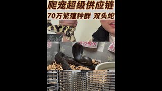 70万 双头蛇爬房 全网首发  广州 #双头蛇 #爬宠 #爬房 #宠物行业 #宠物业观察员