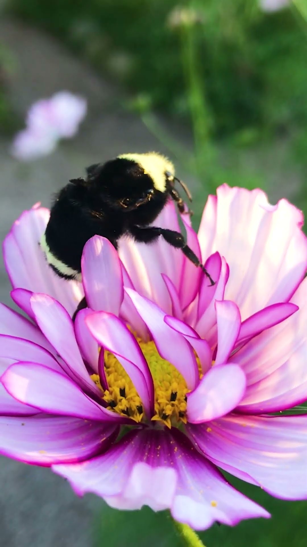 Wingless Bumblebee Asks Woman For Help, And...? | The Dodo