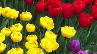 Visit to Keukenhof Gardens - 7 million bulbs planted annually!