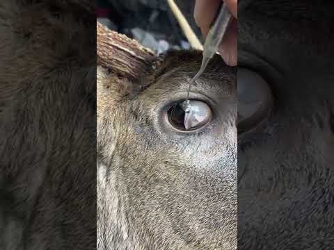 Video: Moose tick՝ եղջերուների վտանգավոր մակաբույծ