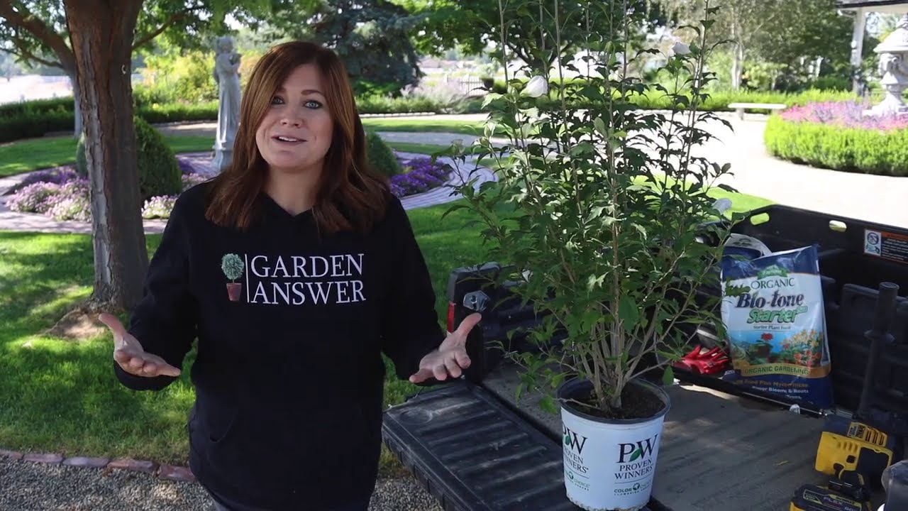 Planting White Pillar Rose of Sharon - YouTube