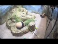 #PandaStory: Cub In A Tub (May 30, 2022)