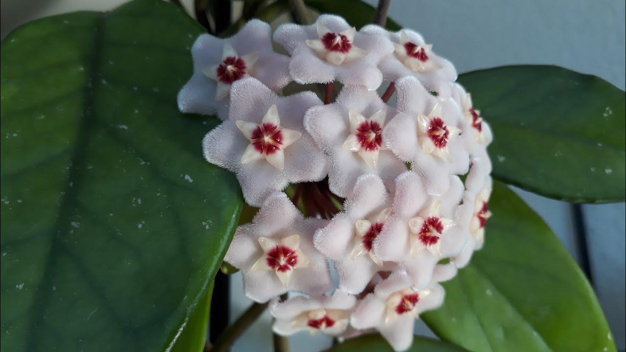 Hoya Carnosa / Mum çiçeği bakımı 🌱