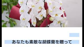 胡蝶蘭がお祝いに贈られる理由は？マナー・相場・お手入れまで解説