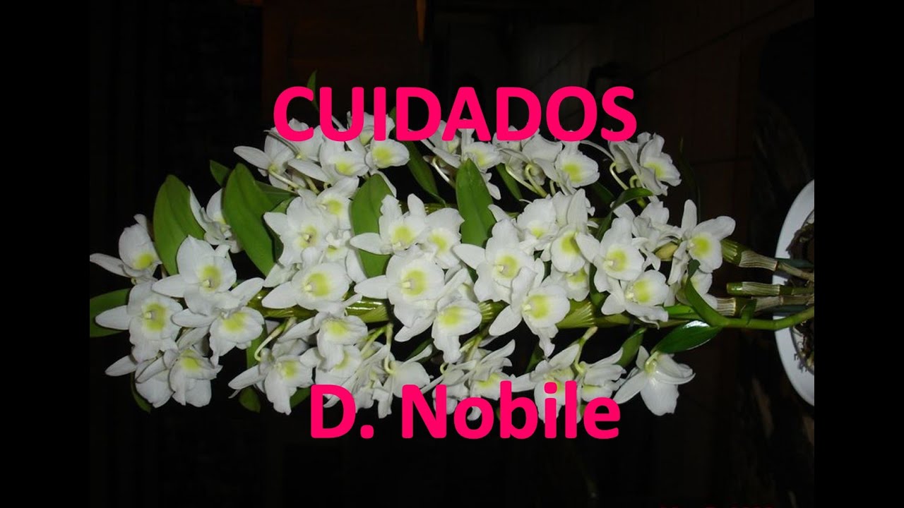 Orquidea Dendrobium Nobile Cuidados - thptnganamst.edu.vn