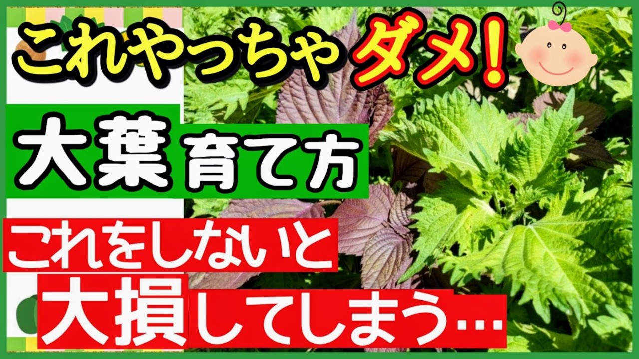 プランターでも大葉が何倍にも育つ！初心者でも失敗しない最強の育て方♪植え付け〜収穫までのコツ【家庭菜園・シソ栽培】