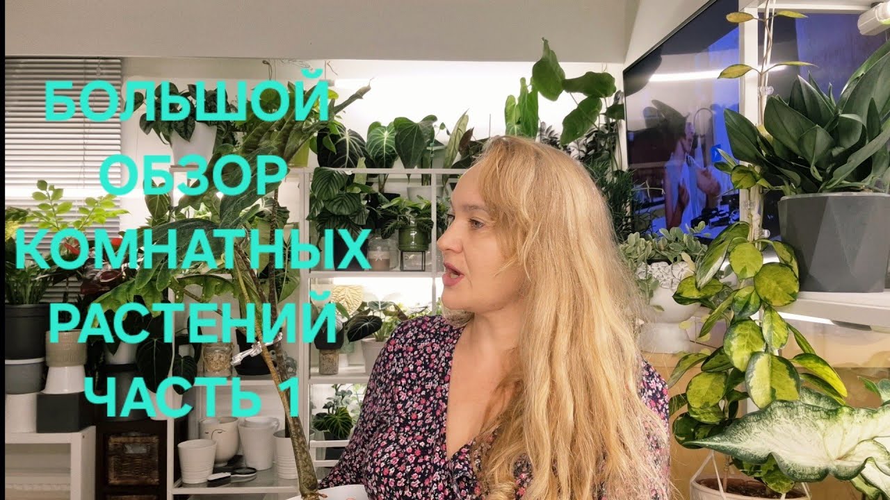 🍀БОЛЬШОЙ ОБЗОР КОМНАТНЫХ РАСТЕНИЙ🍀ЧАСТЬ 1🍀