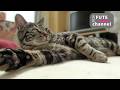 会話ができているような気がする保護猫【保護猫】