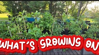 S3:E9 - VeggieTales : Container Garden